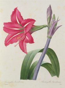 Amaryllis bresiliensis (amarylis brazilský), rytina Victora, z "Choix des Plus Belles Fleur", asi 1827-33